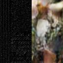 Mycelium Garden